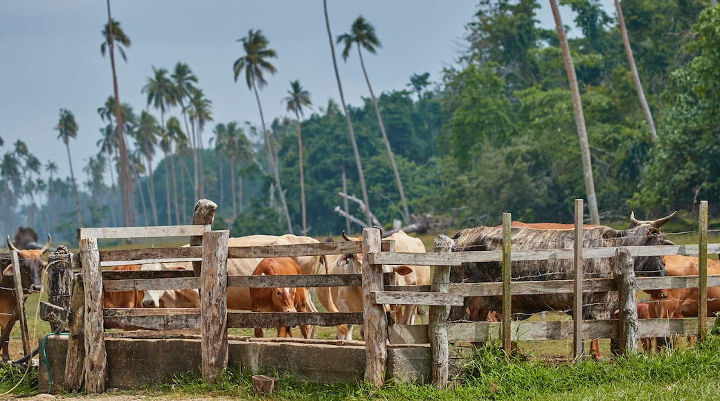 Espiritu Santo que inclui fazenda e animais terrestres