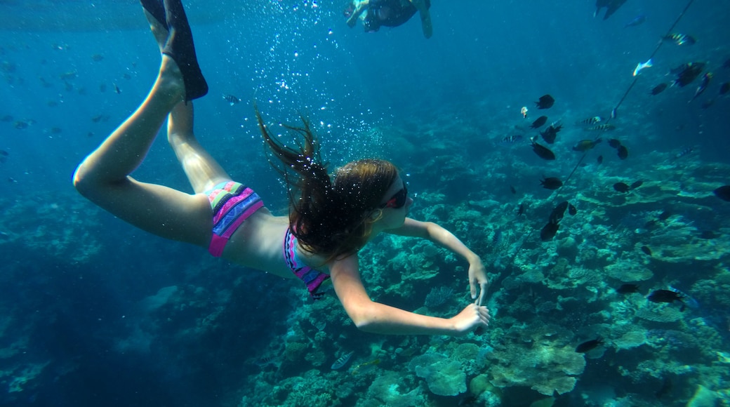 Vanuatu mostrando vida marina, corales y snorkel