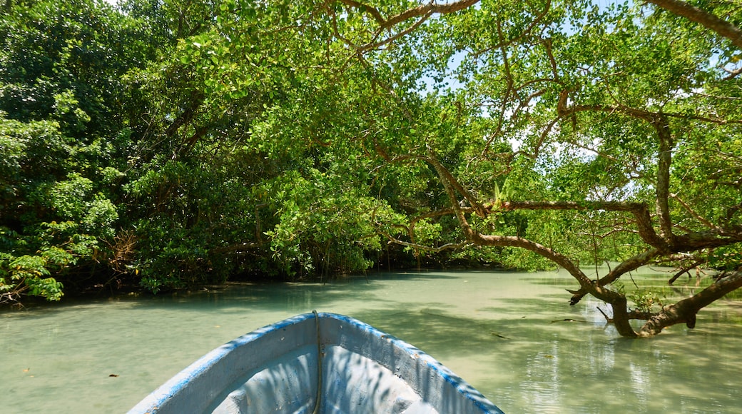 Espiritu Santo inclusief een rivier of beek en varen