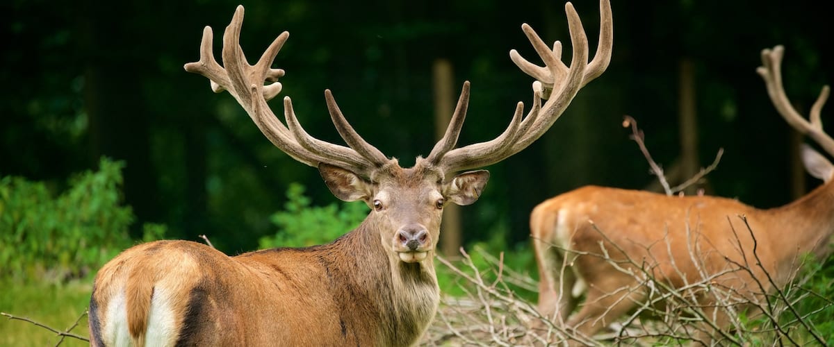 Wildpark im Grafenberger Wald
