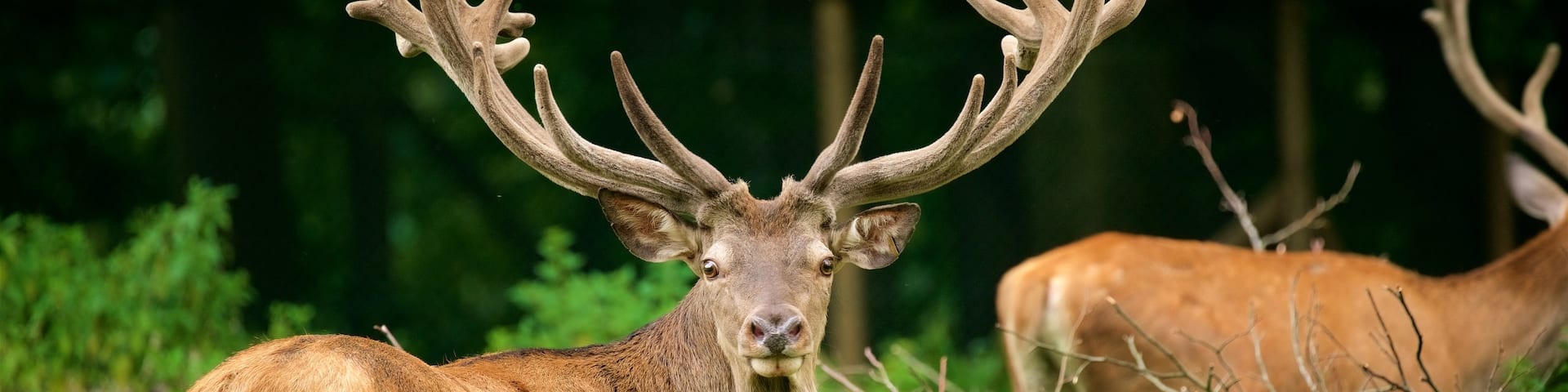 Parc animalier de Düsseldorf Grafenberg