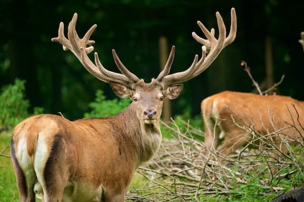 Wildpark im Grafenberger Wald