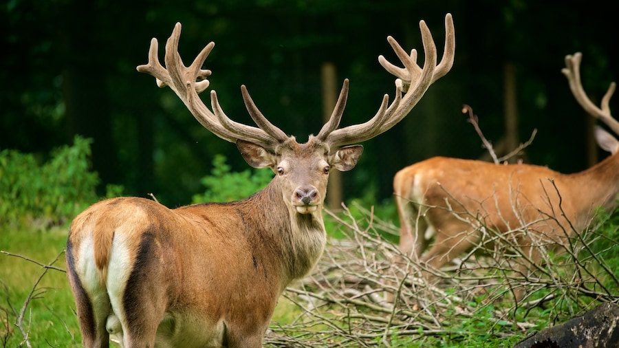 Duesseldorf Grafenberg Wildlife Park