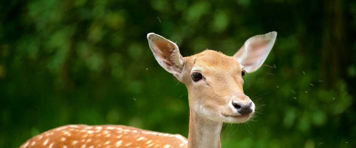 Bang Bắc Rhine-Tâyphalia