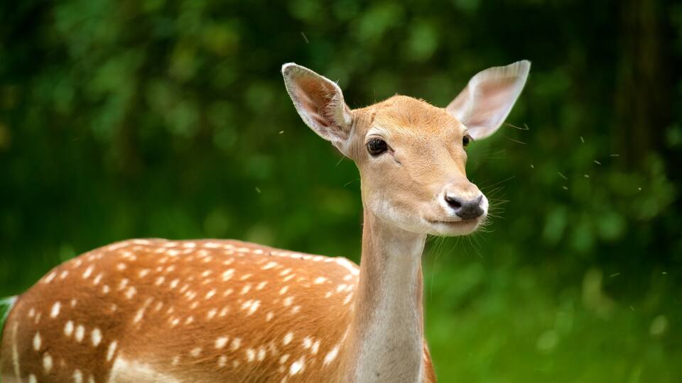 North Rhine-Westphalia