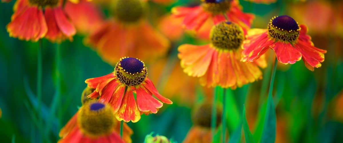 Botanischer Garten Rombergpark