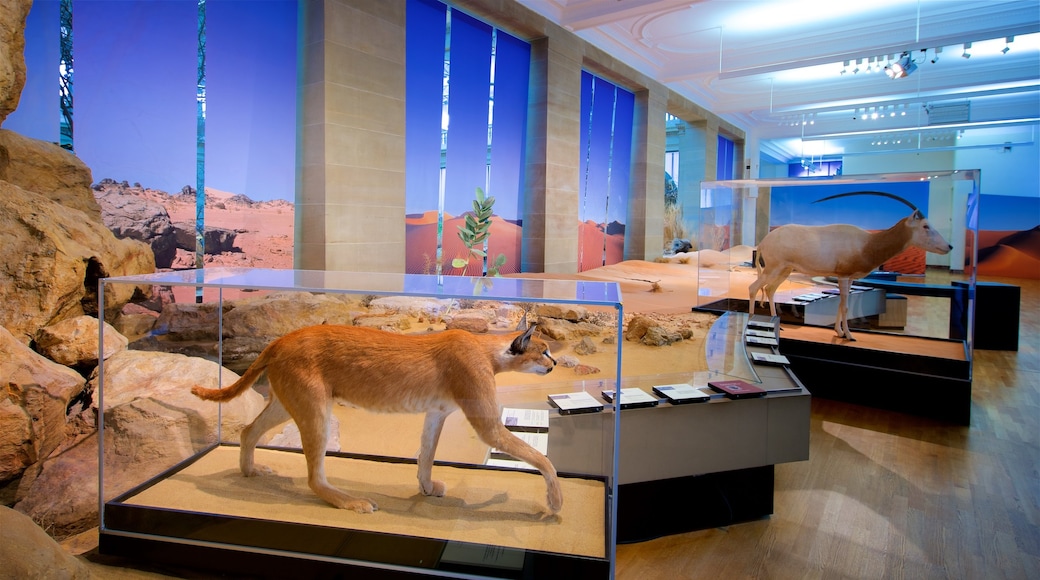 Zoologisches Forschungsmuseum Alexander Koenig