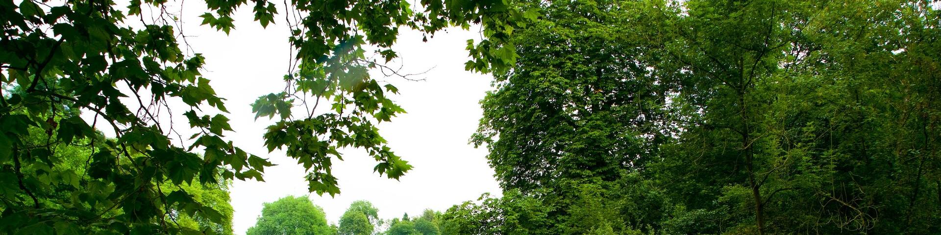 Botanischer Garten Rombergpark