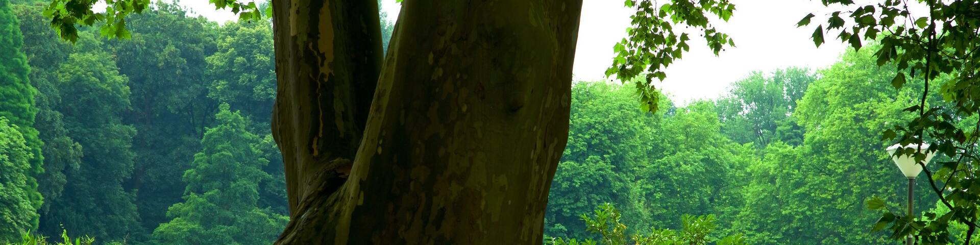 Rombergpark Botanical Garden