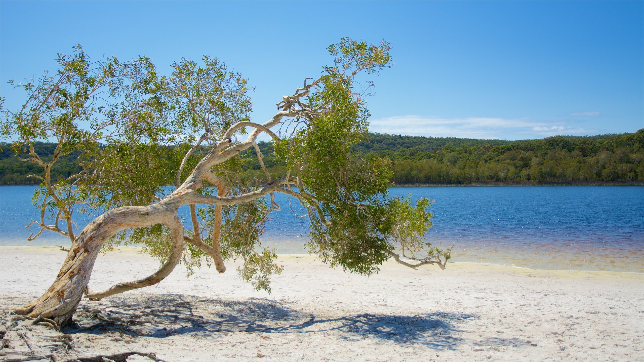 Área de conservación del lago Brown