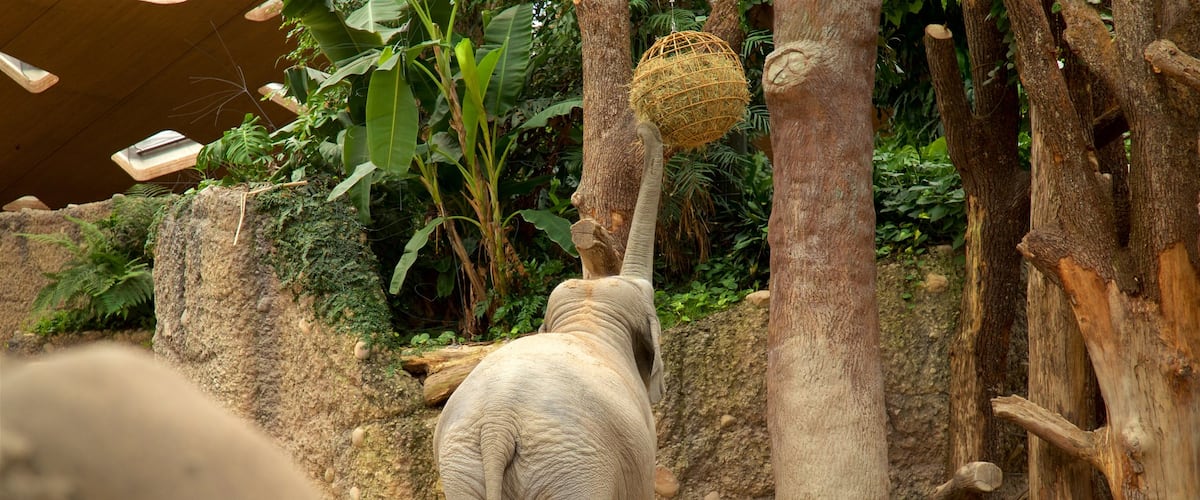 Zoo Zurich