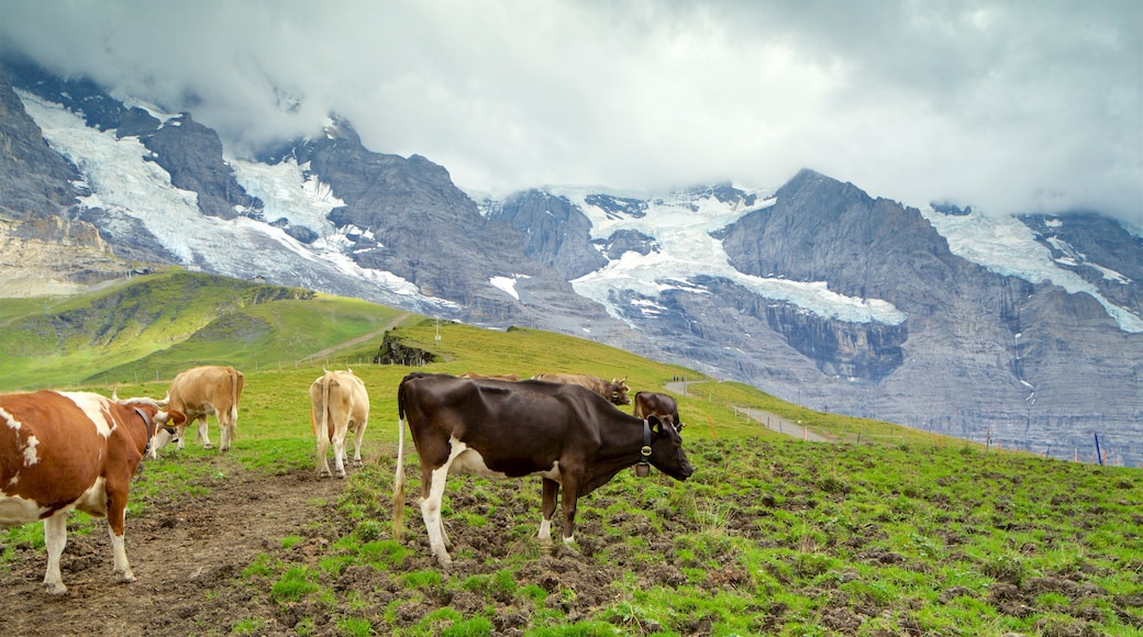 Kleine Scheidegg