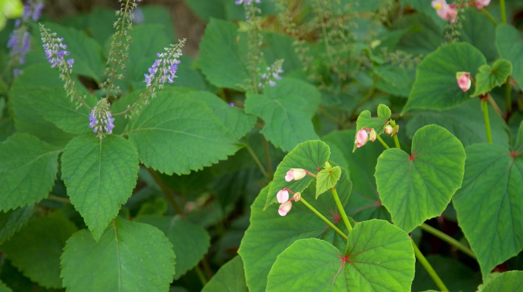 Botanical Garden mit einem Wildblumen