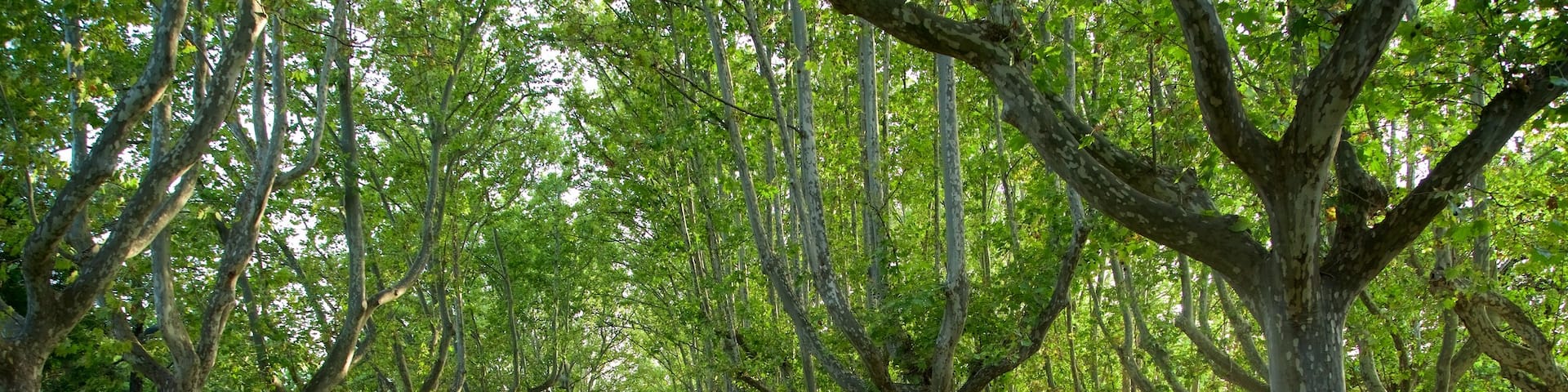 Primo de Rivera Park
