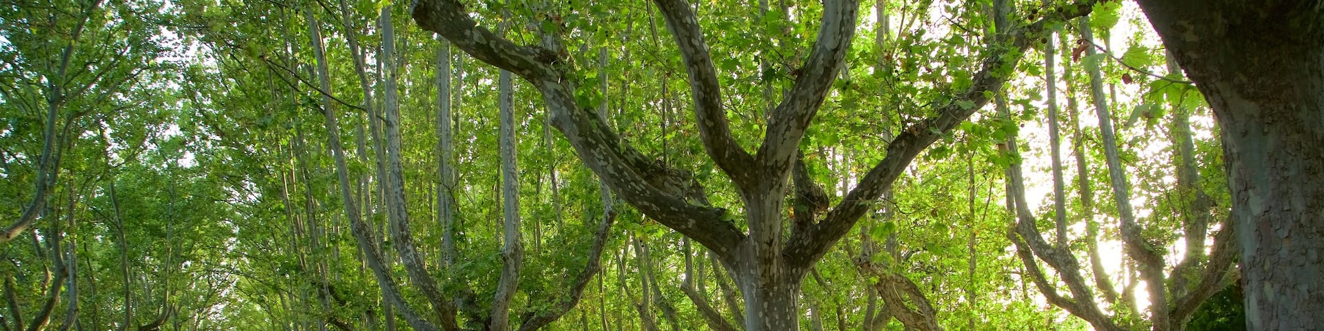 Primo de Rivera Park