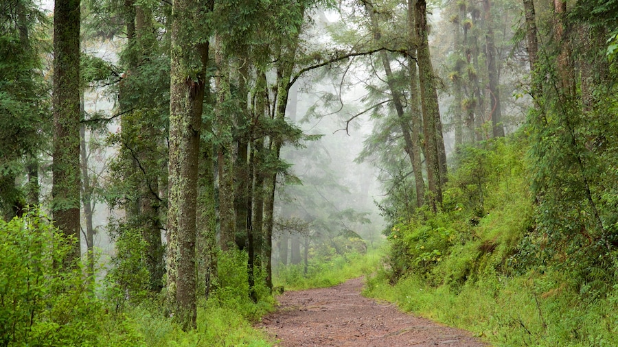 El Chico National Park