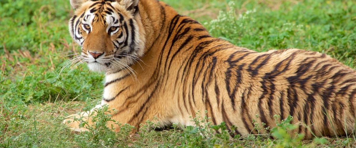 Tuzoofari Zoo