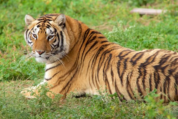 Tuzoofari Zoo