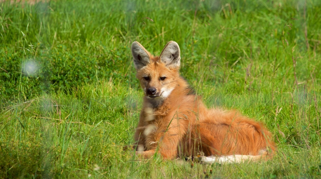 Tuzoofari Zoo