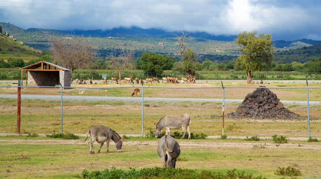 Tuzoofari Zoo