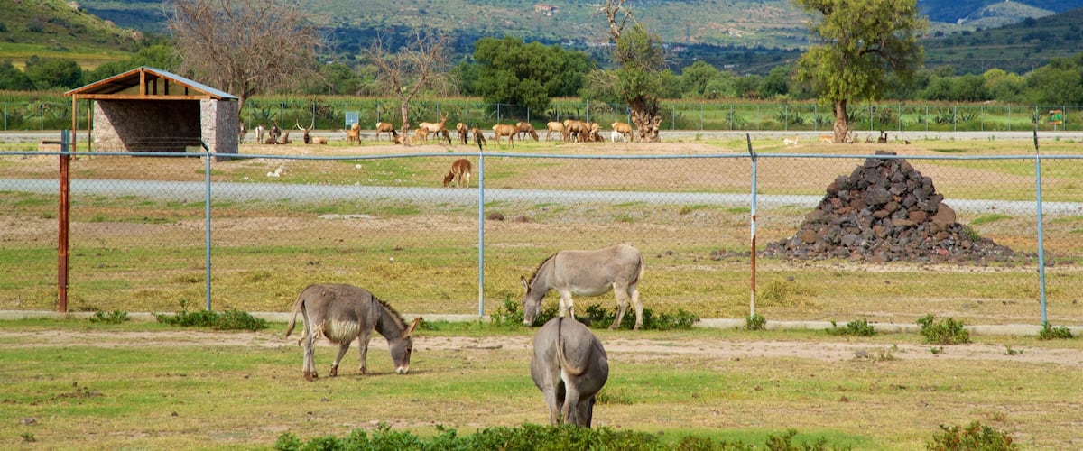 Tuzoofari Zoo