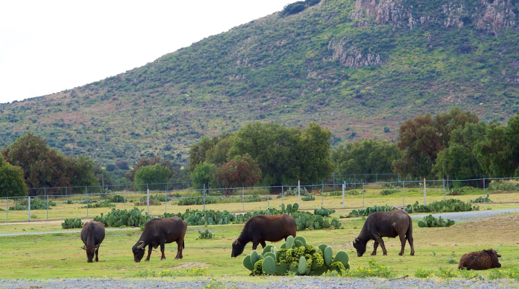 Epazoyucan showing farmland and land animals