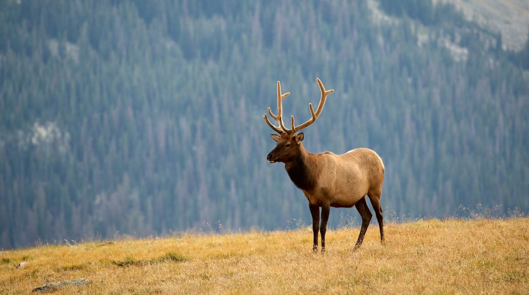 Estes Park ofreciendo animales terrestres