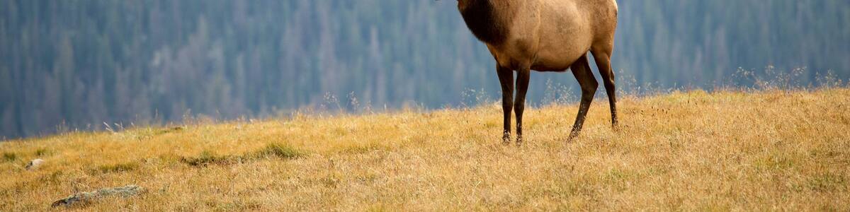 Estes Park mit einem Landtiere
