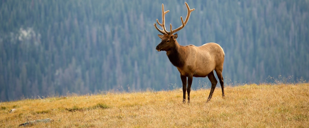 Estes Park mettant en vedette animaux terrestres