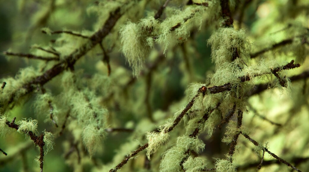 Adams Falls Trail which includes forest scenes