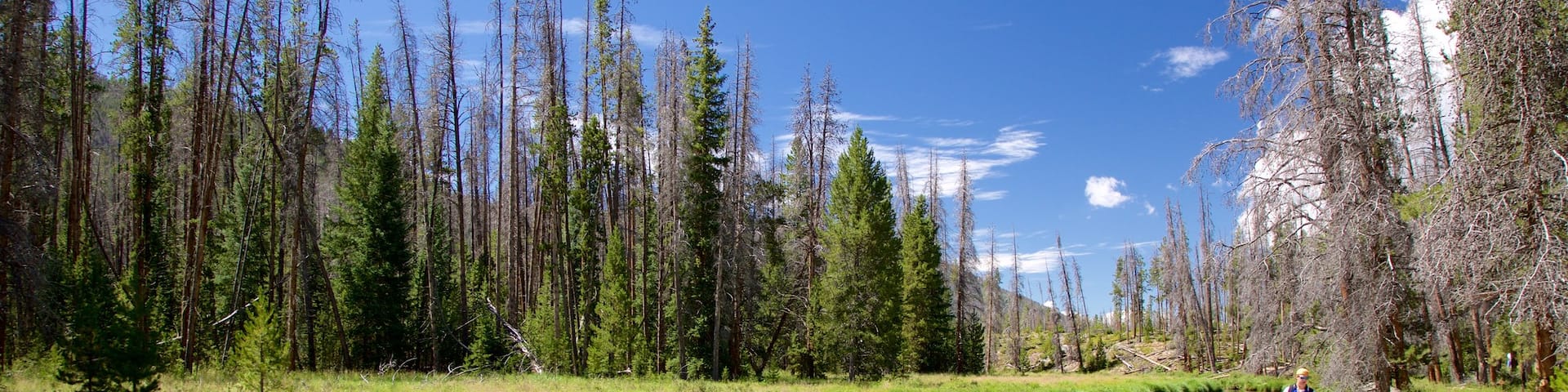 Estes Park welches beinhaltet Wandern oder Spazieren, ruhige Szenerie und Fluss oder Bach