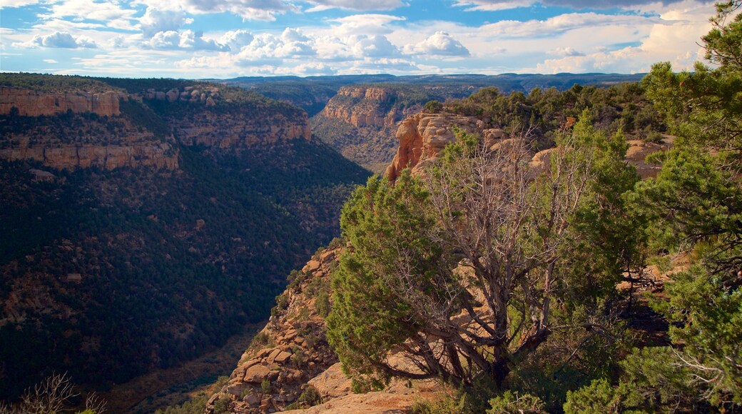 Mesa Verde National Park showing tranquil scenes, landscape views and a gorge or canyon