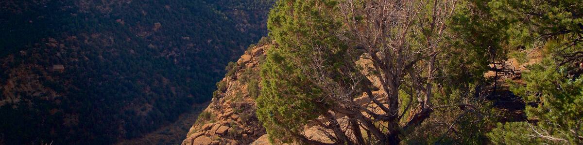 Mesa Verde National Park showing tranquil scenes, landscape views and a gorge or canyon
