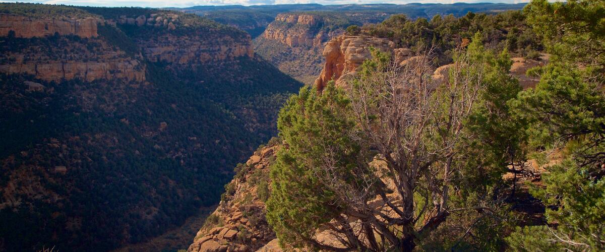 Parque Nacional Mesa Verde ofreciendo vistas de paisajes, un barranco o cañón y escenas tranquilas