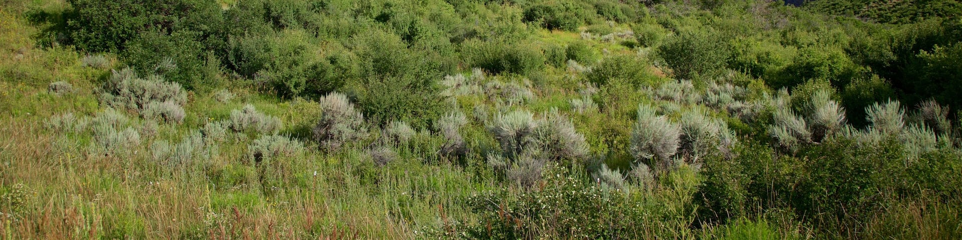 West Elk Loop which includes tranquil scenes