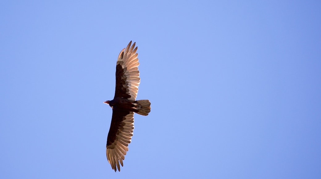 Montrose showing bird life