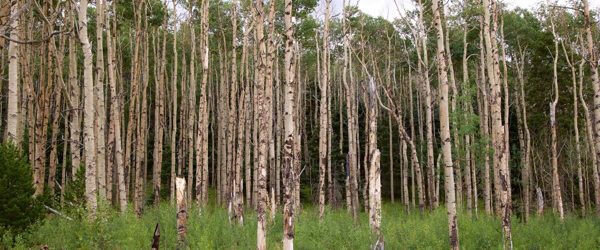 South Central Colorado showing forests
