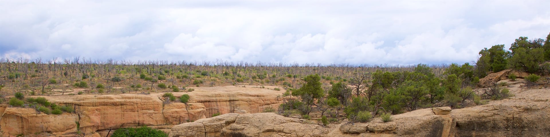 Mesa Verde National Park which includes tranquil scenes, landscape views and desert views