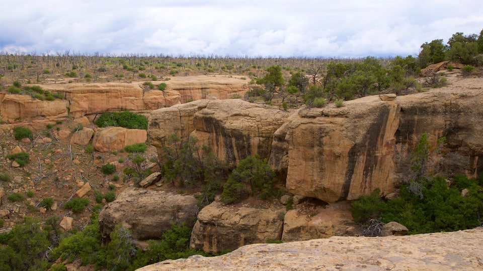 Parque Nacional Mesa Verde mostrando vistas panorámicas, situaciones tranquilas y paisajes desérticos