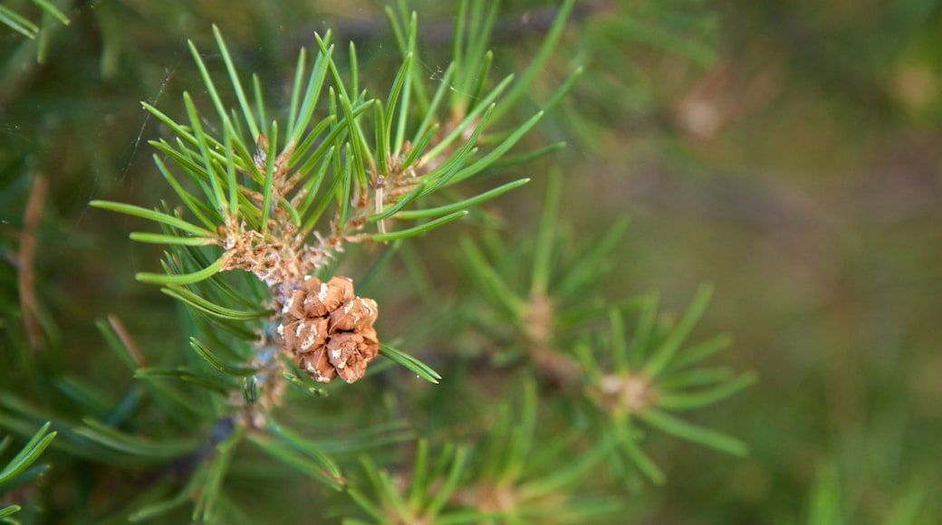 Montrose toont wilde bloemen