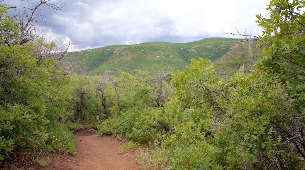 Point Lookout Trail which includes tranquil scenes