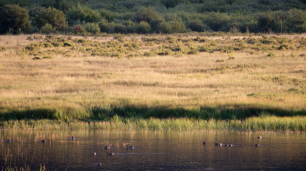 Horseshoe Park featuring a lake or waterhole, tranquil scenes and bird life