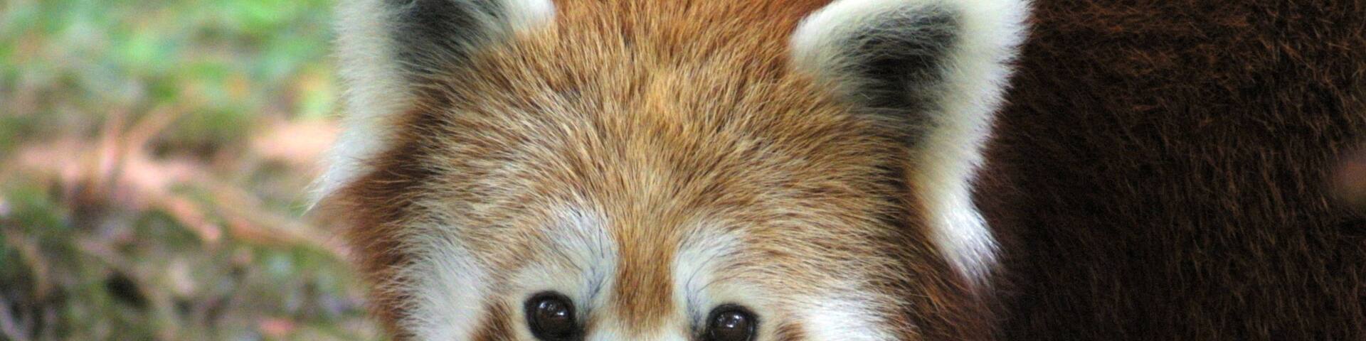 Scovill Zoo que incluye animales tiernos