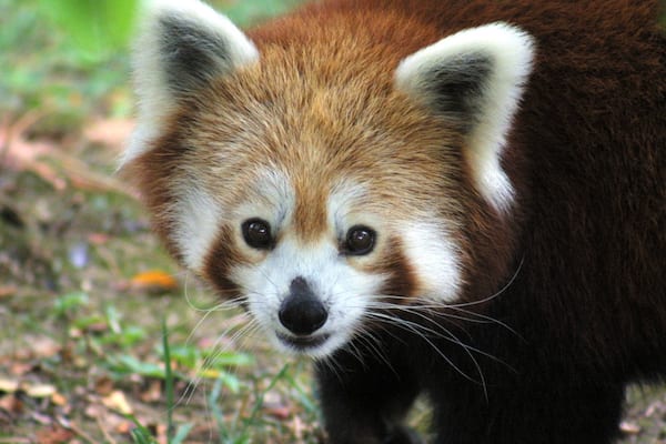 Scovill Zoo mit einem niedliche oder freundliche Tiere