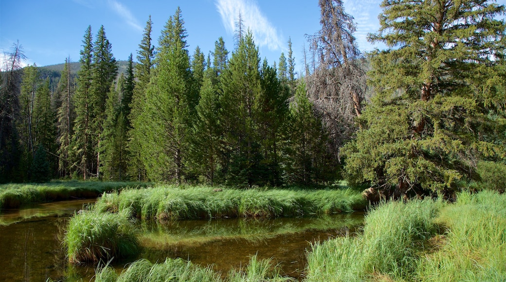Estes Park que inclui um rio ou cĂłrrego e florestas