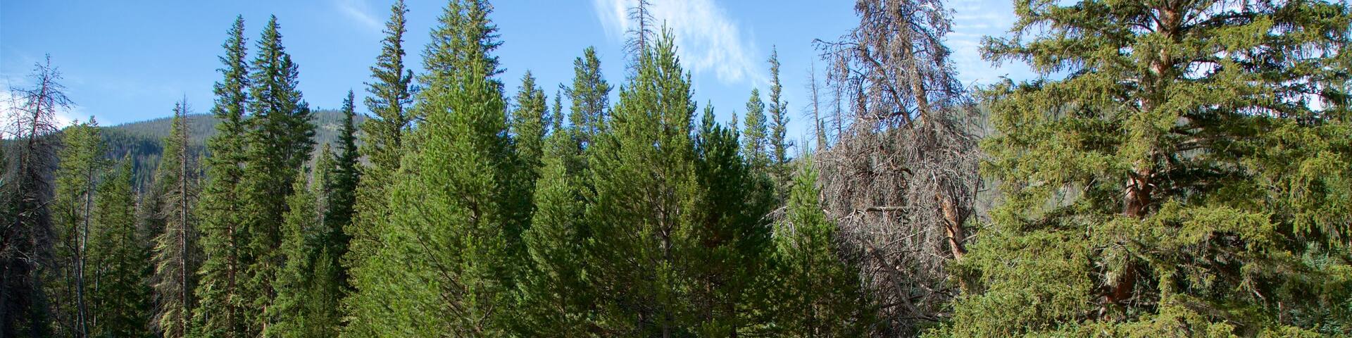 Estes Park que incluye un río o arroyo y bosques