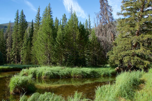 Estes Park qui includes rivière ou ruisseau et forêts