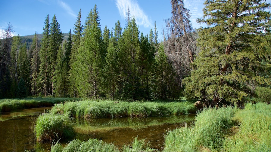 Estes Park which includes forests and a river or creek
