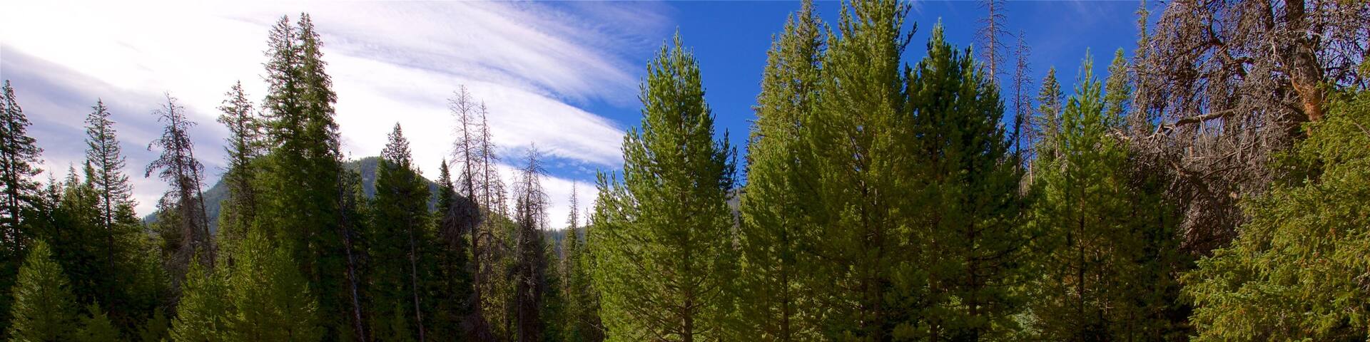 Estes Park welches beinhaltet Waldmotive und Fluss oder Bach