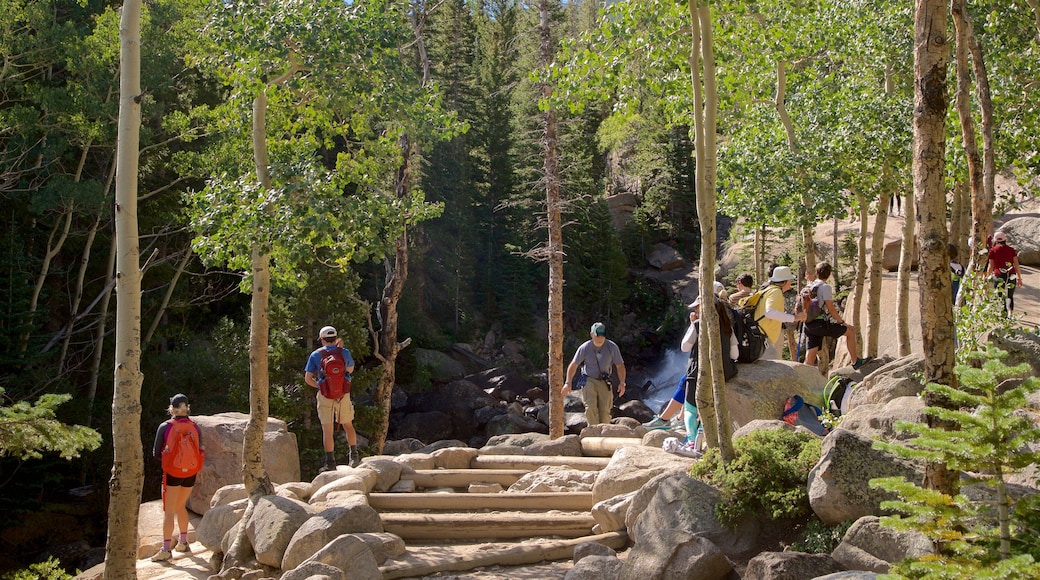 Estes Park featuring forest scenes and hiking or walking as well as a small group of people